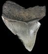 Bargain, Juvenile Megalodon Tooth - Serrated #61732-1